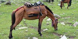 When we talk about royal families in india, people normally think about the great kings. 71 Indian Horse Names With Meanings Equine Desire