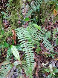 Image result for Cyathea capensis