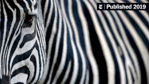 نتیجه جستجوی لغت [stripes] در گوگل