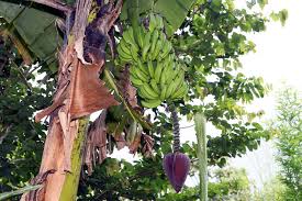 Image result for Musa acuminata