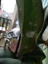 Image result for puklice na pokojových rostlinách obrázek