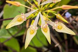 Gönnen sie sich eine pause von den gewöhnlichen blumenfreuden, und versuchen sie eines unserer exotischen angebote. Exotische Blumen Stock Bild Colourbox