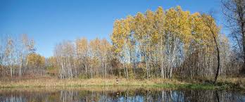 Growth and decay are both generally slower in. Species Spotlight Quaking Aspens Three Rivers Park District