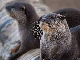 Do you know animal names for each letter of . List Of African Animals Beginning With Letters A To Z