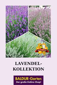 Lavendel Kollektion Lavendel Bei Lavendel Bienenfreundliche Pflanzen Und Bienenpflanzen