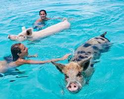 Swimming with Pigs at Exuma Cays