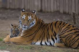 Lion And Tiger Cubs Meet Visitors In Kayseri Sercan Kucuksahin Anadolu Agency Getty Images