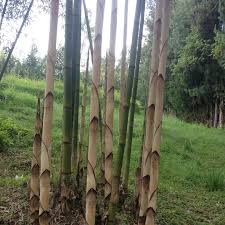 Image result for Oldeania alpina