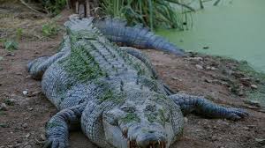 Check spelling or type a new query. Pria Ini Bukannya Takut Namun Bahagia Sekali Bertemu Buaya Berjari 5 Ada Kisah Menarik Dibaliknya Tribun Jambi