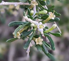 Image result for Lycium pilifolium