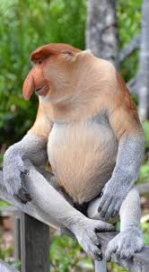 About Wild Animals Picture Of A Proboscis Monkey Proboscis Monkey Pet Monkey Rare Animals