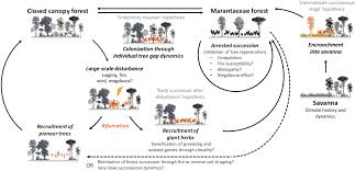 Image result for Sarcophrynium brachystachyum