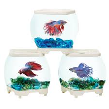 Tanks with multiple female betta fish are called betta fish sorority tanks and will require a little bit of it sounds like mouth fungus and from petsmart you can get melafix to help with that, finrot, open body. Top Fin Stackable Studio Betta Tank Fish Aquariums Petsmart