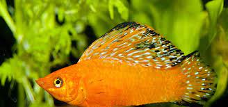 Molly (1983 film), an australian film by ned lander. Types Of Molly Fish Tropical Fish Hobbyist Magazine