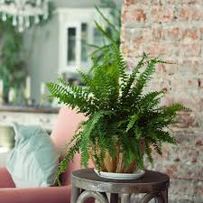 Place the plant in shade in a. Houseplants For Any Kind Of Light Plants Indoor Plants Houseplants
