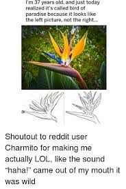 Find the newest bird of paradise meme. Bird Bird Of Paradise Meme Reddit