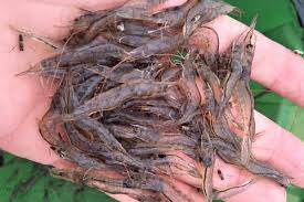Assessing The Stocking Density Ratio Of Pacific White Shrimp To Three Edible Halophytes In A Marine Aquaponics System Responsible Seafood Advocate