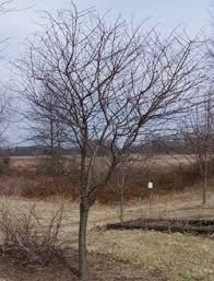 Dormant pruning should take place before buds begin to swell. Pruning Fruit Trees Pruning Fruit Trees Tree Fruit Trees