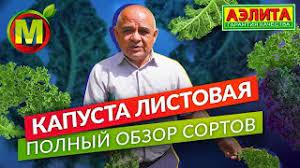Капуста Рамко: описание, характеристики, выращивание, уход, отзывы