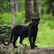 Dm & tag #bigcatsindia to get featured facebook.com/bigcatsindia. Top 14 Big Cat Species In India Popular Biggest Wild Cats Fact
