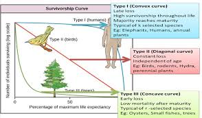 3 Types Of Survivorship Curves Dfeinition In 2020 Keystone Species Biology Notes Ecology