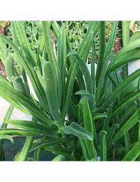 Image result for Cotyledon barbeyi