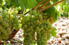 What is the nutritional content of grapes? What Grape Do You Like Most Proprofs Quiz