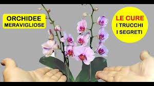 Amiche, anche se siamo freddolose e le nostre abitazioni sembrano dependance dell'equatore, le nostre case non sono i tropici e le piante di orchidee sono piante tropicali. Orchidee Come Curarle Annaffiarle Concimarle Potarle E L Esposizione Youtube