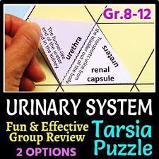 Urinary System Game Worksheets Teachers Pay Teachers