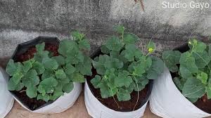 Pokok kacang renek pun boleh. Cara Menanam Okra Bendi Youtube