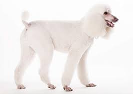 Maybe you would like to learn more about one of these? Didysis Pudelis Karaliskasis Standard Poodle