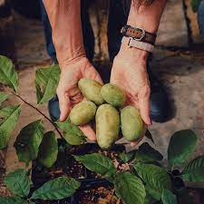 We did not find results for: The Promise Of Pawpaw The New York Times