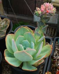 Maybe you would like to learn more about one of these? Photo Succulent In Bloom Luv This Color Combo Great For One Of The Succulent Stamp Types Of Succulents Plants Succulent Garden Diy Succulent Gardening