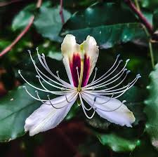 Image result for Capparaceae