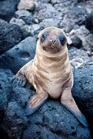 Baby Sea Lion Baby Sea Lion Baby Animals Songs Sea Lion
