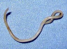 Diatomaceous earth, or de, is a dusty, abrasive substance composed of the skeletal remains of microscopic organisms that lived long ago in water. Diatomaceous Earth Can Kill Intestinal Parasites Organic Allergy Relief Roundworm Intestinal Parasites Diatomaceous Earth