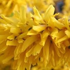 Forsythia Hedge Forsythia Intermedia Lynwood Gold Forsythia Hedges Hedging Plants