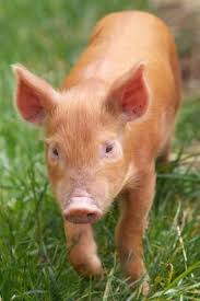 Pig is an unincorporated community in southern edmonson county, kentucky, united states. Who Knew Piglets Smile When They Nap Tamworth Pig Barnyard Animals Baby Pigs