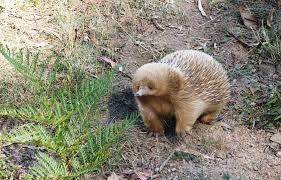 Baby Echidna Tasmania Autralia Adorable Cute Animals Australia Animals Animals Beautiful
