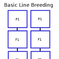 Here Are Some Simple Steps We Use When Line Breeding Endlers To Create Unique Lines Of Endlers From Beautiful Variations Whi Breeds Aquarium Fish Pure Products
