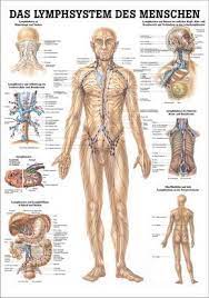 Das Lymphsystem Des Menschen 24 X 34 Cm Papier Lymphatic System Poster Lymphatic System Lymphatic System Diagram