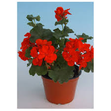 Check spelling or type a new query. Meyers Flowers Geranium Seed 4 In Assorted Rona