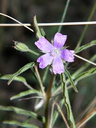 Image result for Monsonia angustifolia