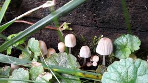 Nicht wild und unkontrolliert, wie im wald. 2 Pilze Aus Dem Garten Pilzbestimmung 123pilzforum