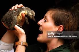 401 Andrew Cleary Photos & High Res Pictures