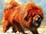 Tibetan Mastiff Puppies for Sale | Greenfield Puppies