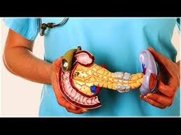 Enfermedades Del Pancreas Y Como Prevenirlas Informacion Medica Enfermedades Del Pancreas El Pancreas