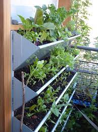 Balkongemüse pflanzen und nach bedarf ernten, das bereichert den speiseplan und bringt nebenbei vitamine für die gesunde ernährung. Umwelt Umweltschutz Nachhaltig Nachhaltigkeit Tomaten Vom Balkon Tomaten Selbst Anbauen Balkon Vertikalbeet Gartnern Auf Kleinem Raum Gemuse Anpflanzen
