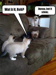 Animal Humor Photo Cat Dog Funny Funny Cats And Dogs Dog Cat Pictures Funny Dogs