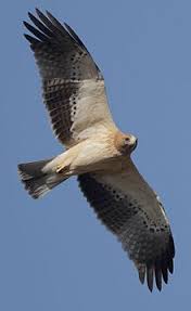 Booted Eagle Wikipedia The Free Encyclopedia Birds Of Prey Pet Birds Eagles
